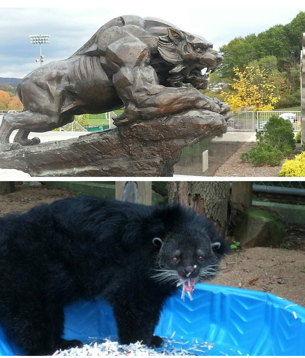 My colleges mascot the Bearcat