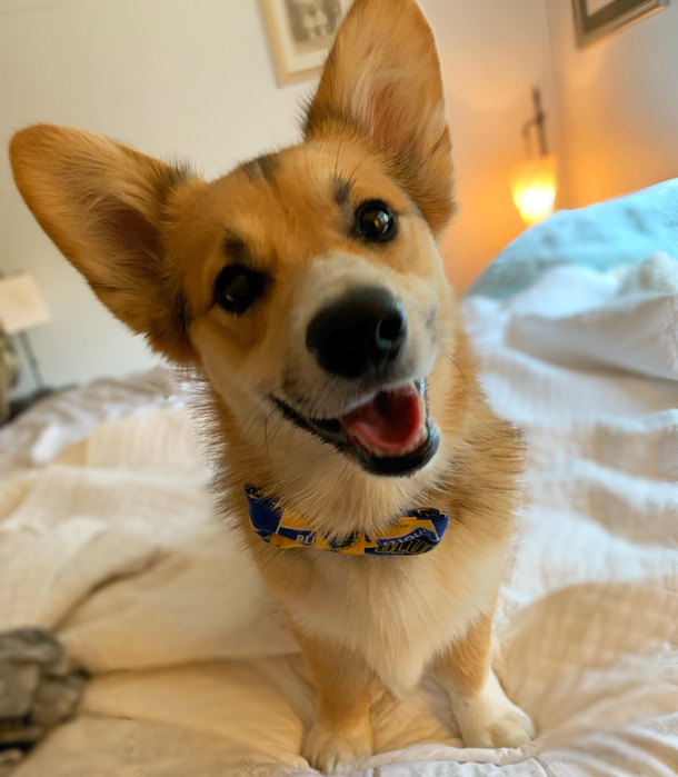 My corgi smiles for bacon Because bacon