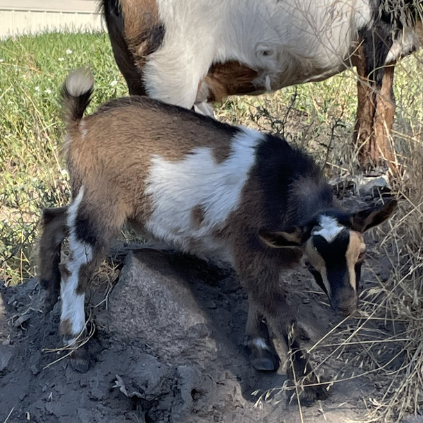 My cousin has a baby goat on her farm with a Wu-Tang symbol in his fur named Goatface Killah