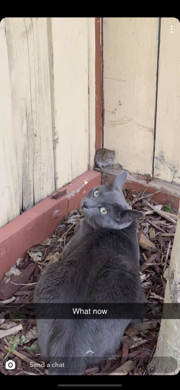 My cousin recently got a new cat last night he sent me this