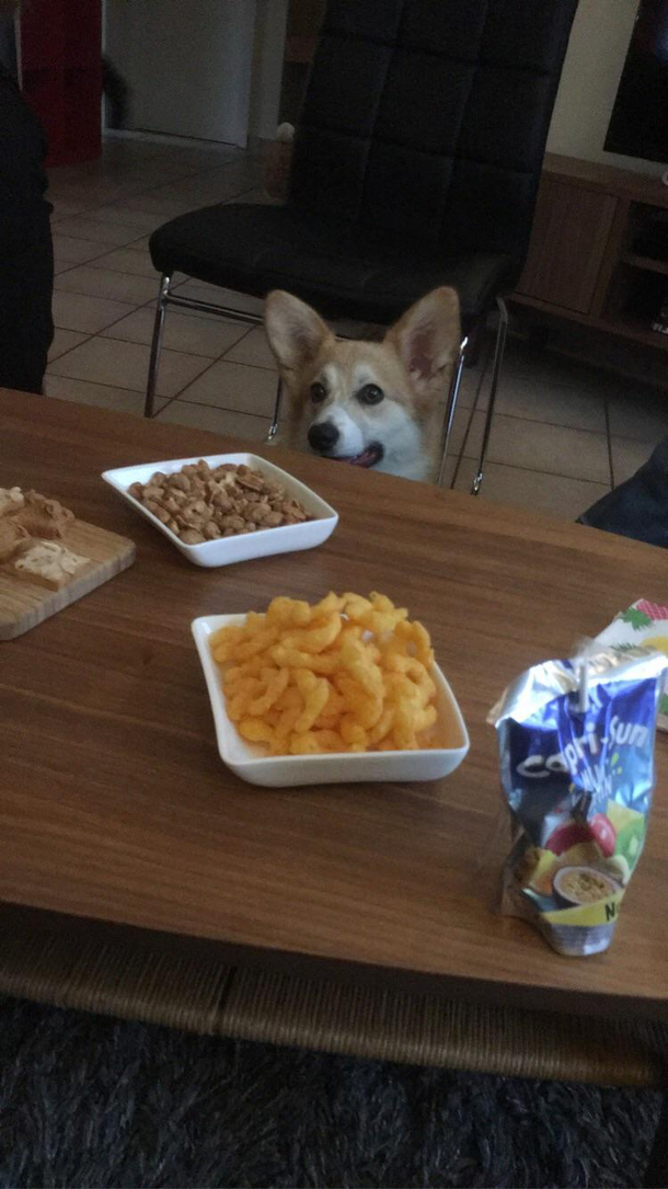 My cousins dog is really tempted