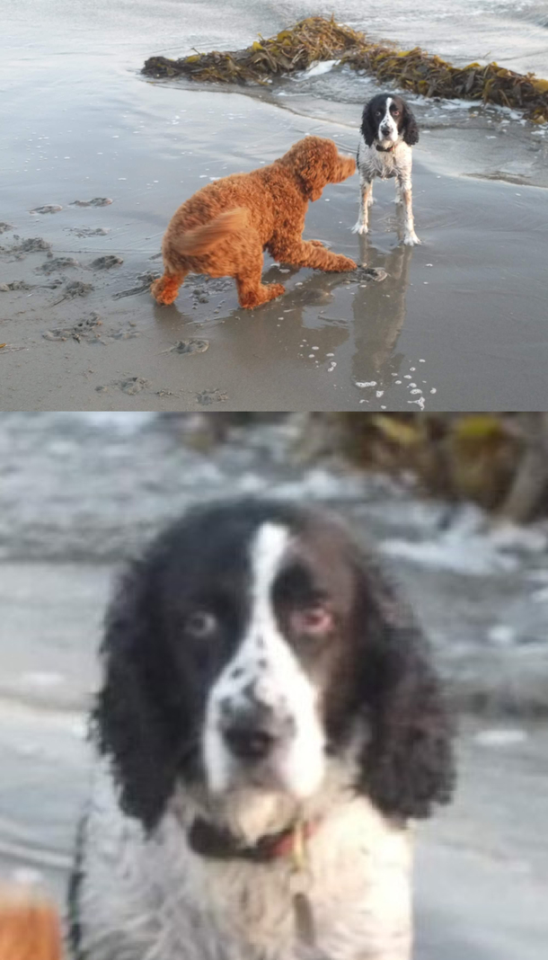 My cousins  year old dog was being bothered by a puppy on the beach
