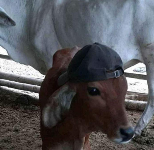 My cow is sick Someone please help