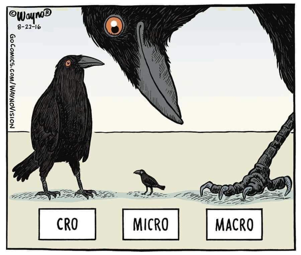 My crows 