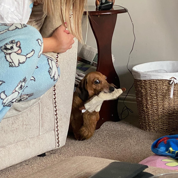 My Dachshund buries new toys in mud then bring them into house once found this is my sister negotiating for the toy back so we can clean it