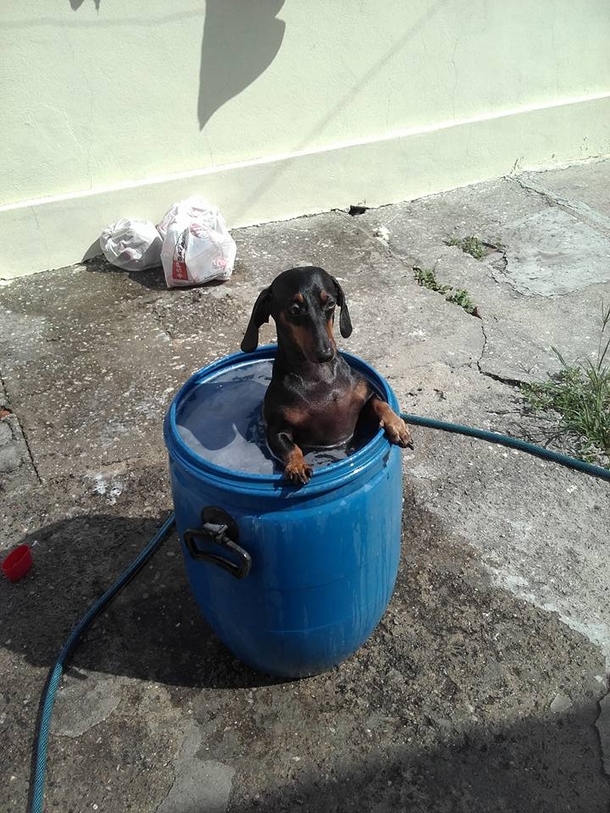 My dachshund in his private ofuro