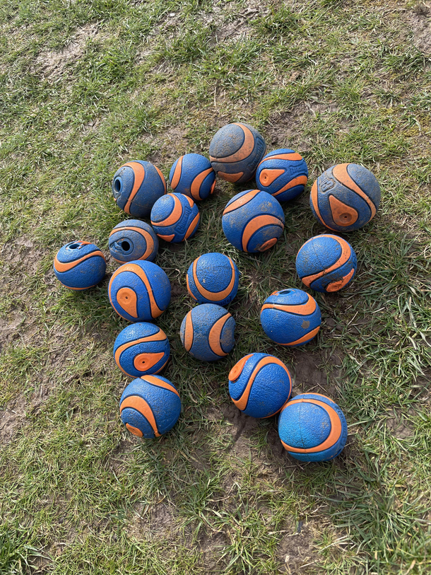 My dad buys my dog a new ball every time she pops the squeak I have just recovered those neglected from around the garden