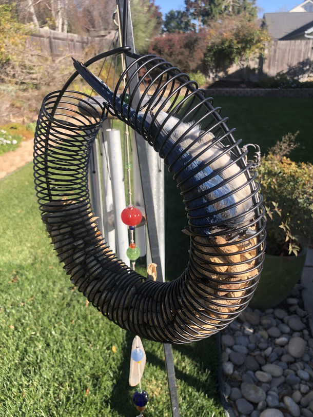 My Dad caught a Blue Jay in his bird feeder today