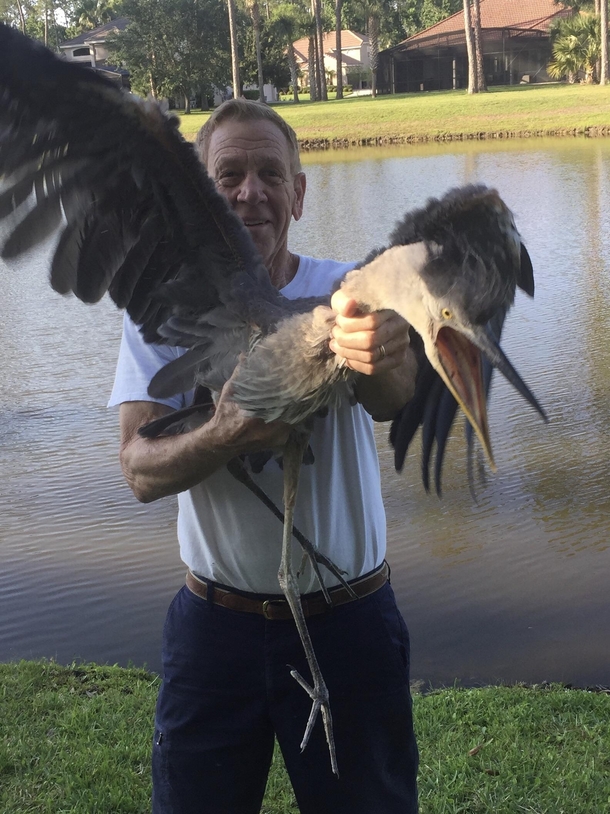 My dad helping an injured bird creature