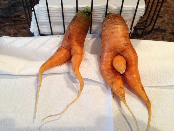 My dad just send me this saying And this my children is how baby carrots are made