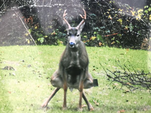 My dad recently got into wildlife photography