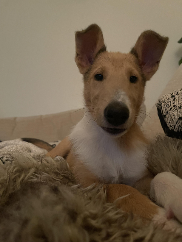 My dad said my puppy looks like Richard Gere and I cant unsee it