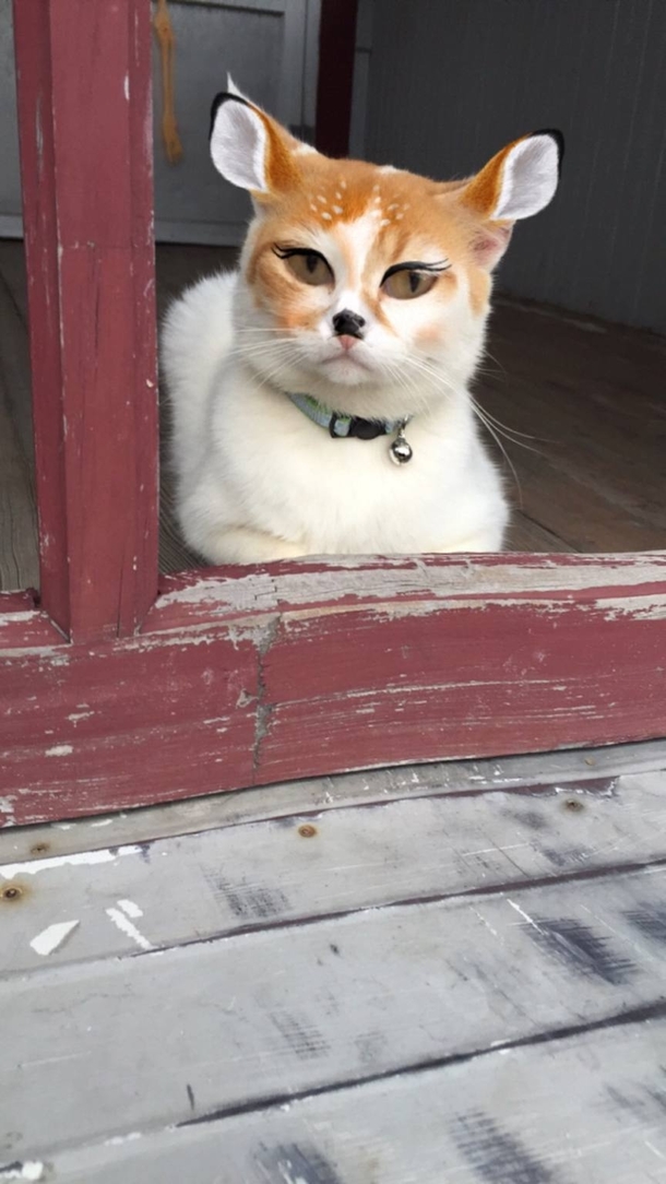 My dad sent me this lovely picture of my cat