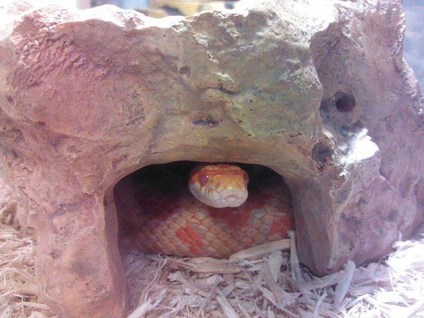 My danger noodle