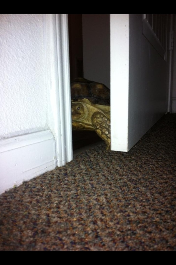 My daughter heard her door opening in the wee hours of the morning to see this