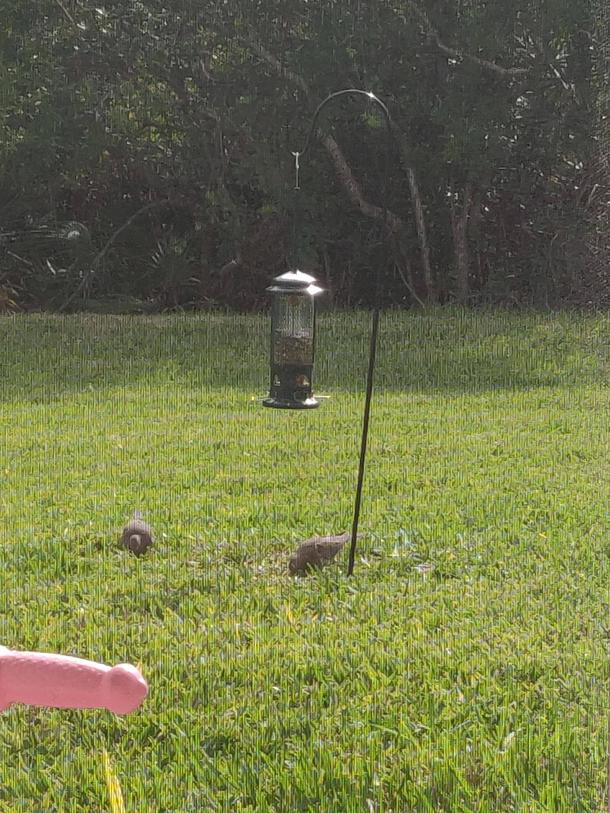 My daughters tricycle handlebar changed the feeling of this bird feeder picture