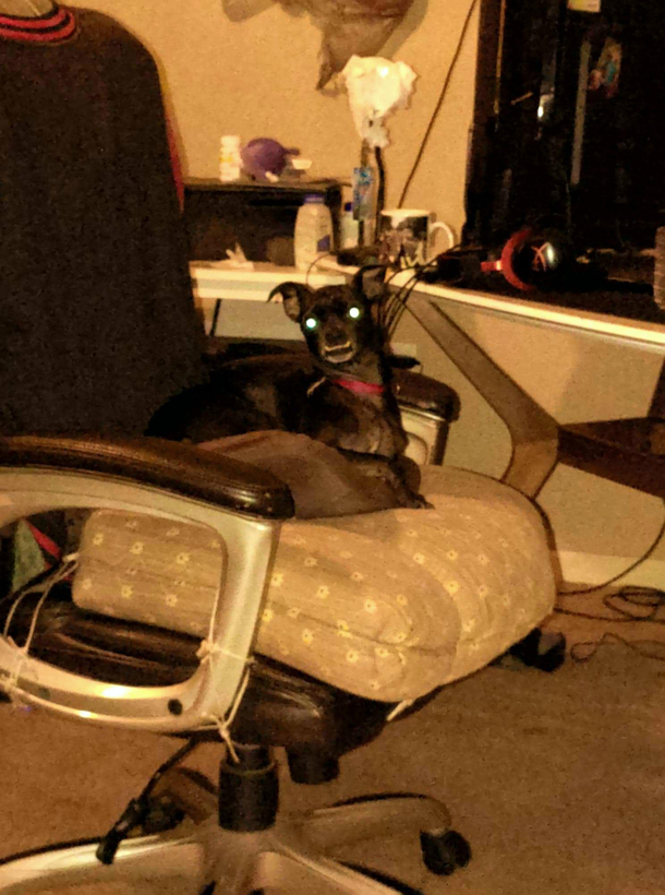 My demon dog stole my chair while I was at work