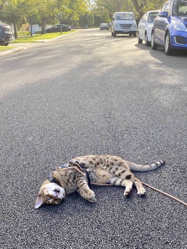 My Derp making fun of the neighbours cat