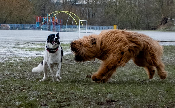 My derpy dog being chased by a bear in a local park