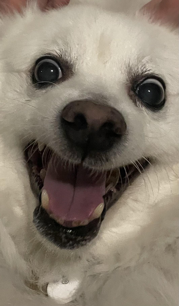 My dog