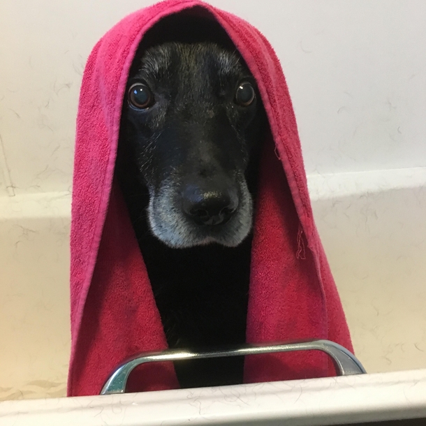 My dog after a shower