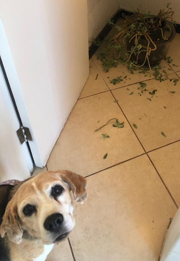 My dog after he destroyed some of my moms flowers