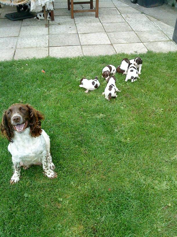 My dog also had her first litter of puppies She is amused