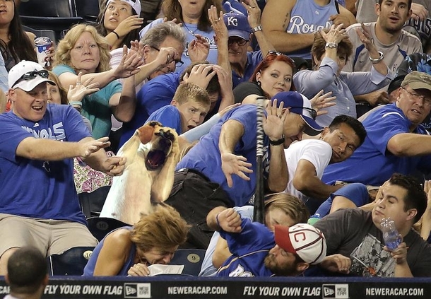 My dog at a baseball game