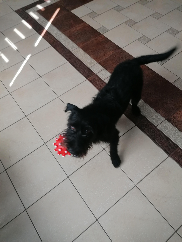 My dog caught corona