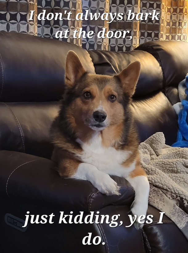 My dog could be the most interesting dog in the neighborhood