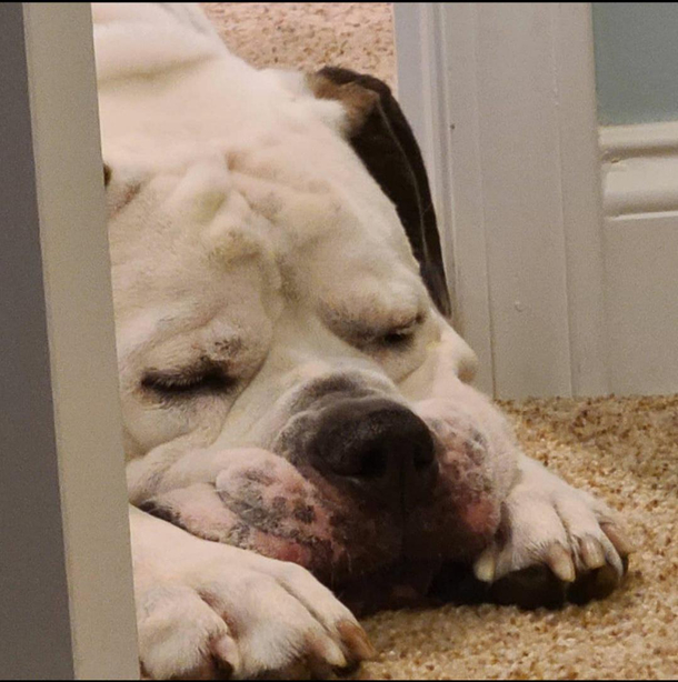 My dog decided that right in the doorway was the best place to lay