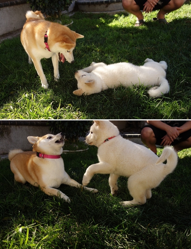 My dog didnt know how to react to this puppy