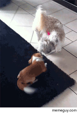 My dog does this combat maneuver every time he fights