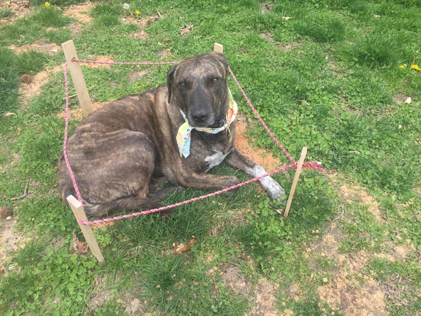 My dog dug up a section of the lawn so I fixed it and then roped it off Went outside and found her like this