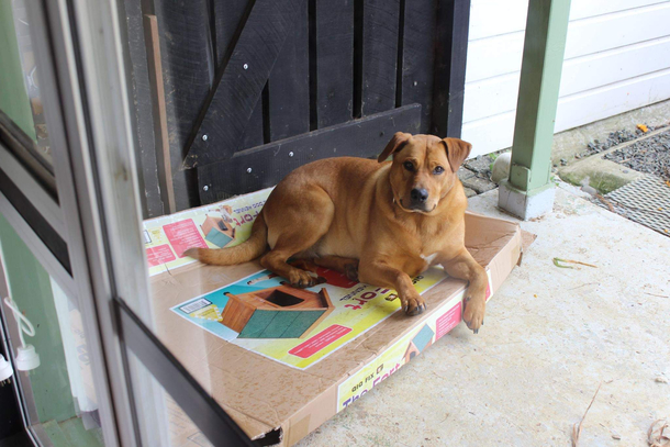 My dog enjoying his new dog house