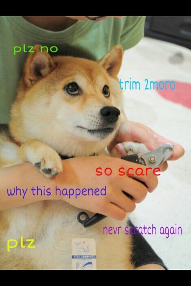 My dog everytime