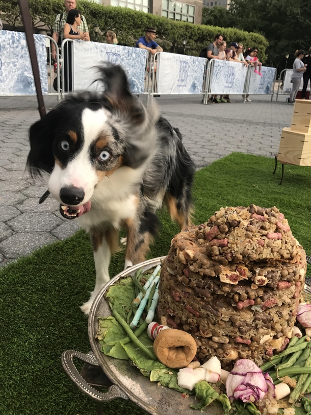 My dog excited to see this mountain of food