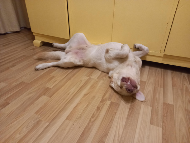 My dog finds ways to relax himself