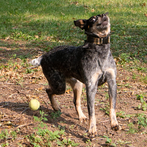 My dog forgetting how to catch the ball