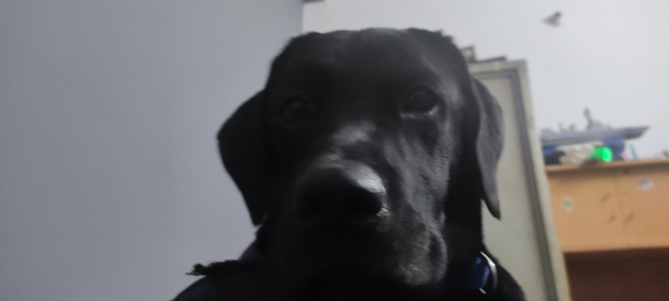 My dog gives my intimate look every morning just to wake me up