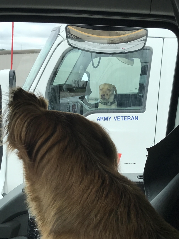 My dog got into an epic stare-down