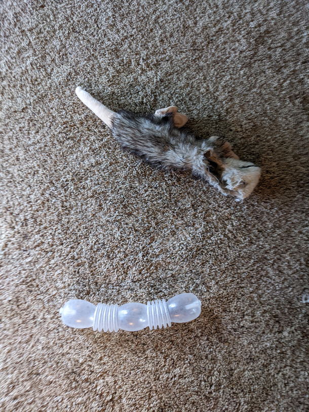 My dog got the squeaker out of his squeaker toy and it looks like a sex toy