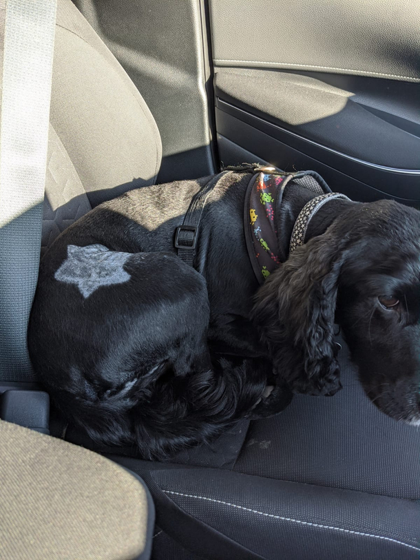 My dog groomer said there had been an incident but that she styled it out