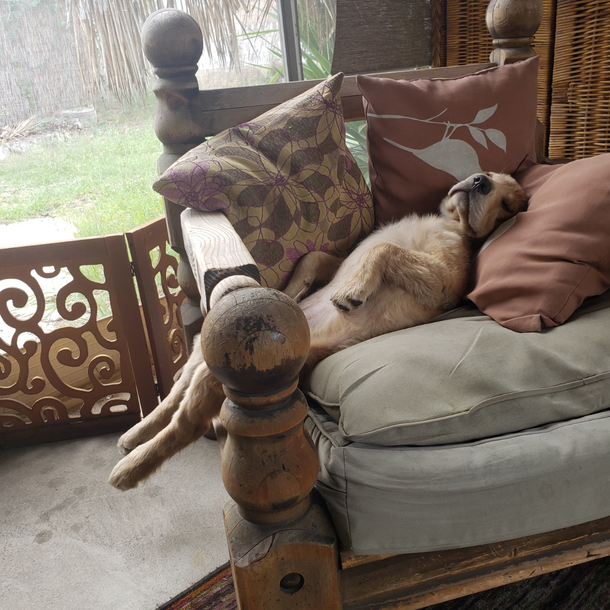 My dog had a long day