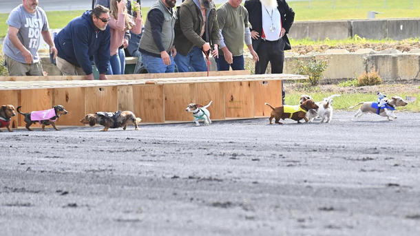 My dog had some fierce competition at the wiener dog races