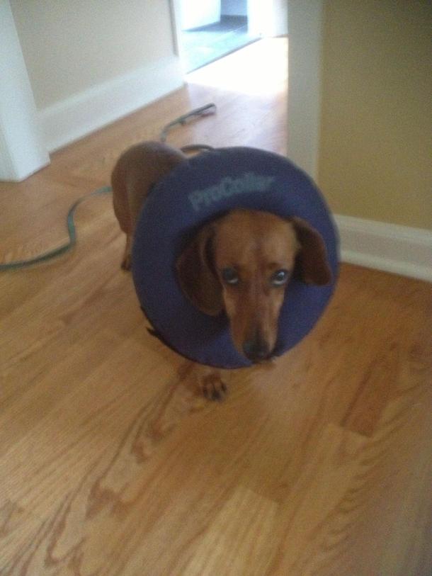 My dog had surgery today Rather than the traditional plastic cone to keep her from biting the stitches they gave her a Donut