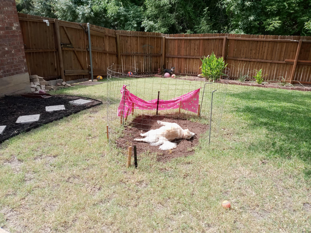 My dog hanging out in the exact spot we tried to keep her out of