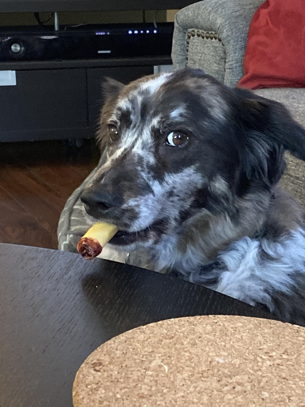 My Dog Has a Nasty Cigar Habit