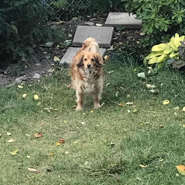 My dog has a side quest for you