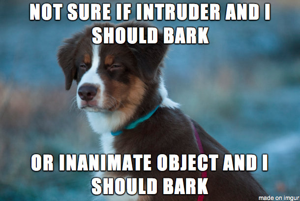 My dog has been going blind and this is his motto